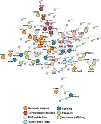 Protein Phosphorylation Dynamics Under Carbon/Nitrogen-Nutrient Stress and Identification of a Cell Death-Related Receptor-Like Kinase in Arabidopsis